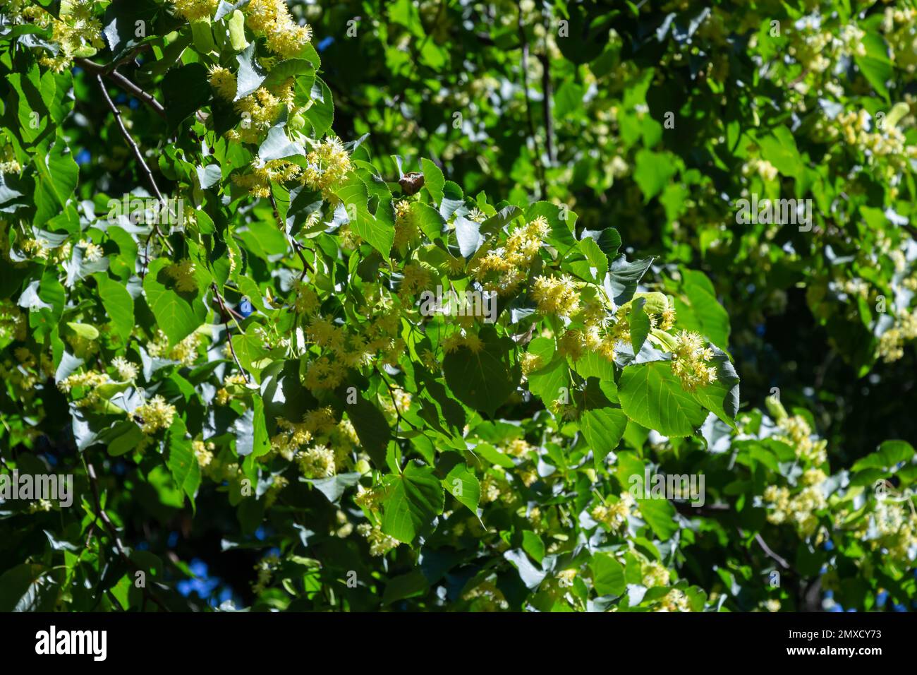 Lindengelbe Blüte des Tilia Cordata-Baumes Kleinblättrige Limette, kleine Blattlindenblüten oder kleinblättrige Lindenblüte, Banner Nahaufnahme. Botanik-Bloomi Stockfoto