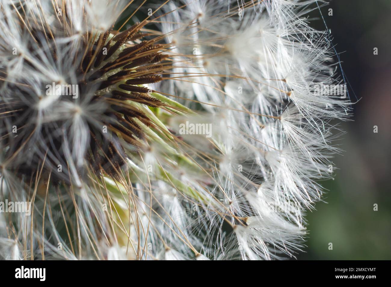 Löwenzahn bei Sonnenuntergang. Freiheit zu wünschen. Löwenzahn-Silhouette flauschige Blume am Sonnenuntergang. Makro-Nahaufnahme vordefinieren. Weichzeichner. Auf Wiedersehen Sommer. Stockfoto