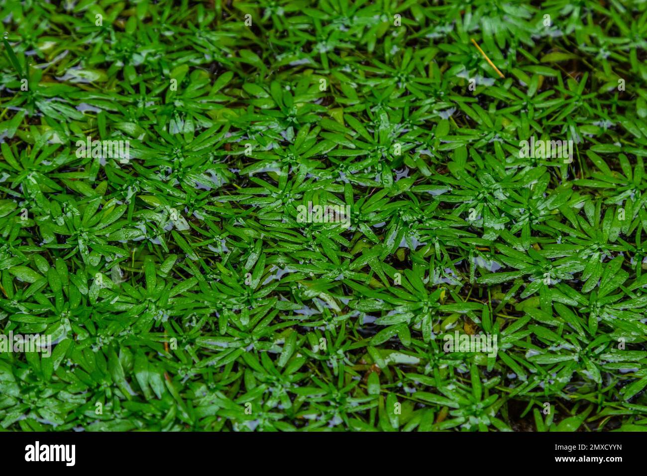 Callitriche palustris ist ein Sumpfgras. Unterwasserpflanzen mit schwimmenden Rosetten oder wachsen auf nassem Schlamm. Stockfoto