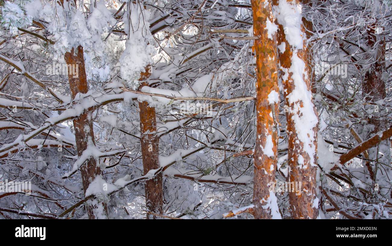 Snowy Pines, Scots Pine, Pinus sylvestris, Sierra de Guadarrama National Park, Segovia, Kastilien Leon, Spanien, Europa Stockfoto