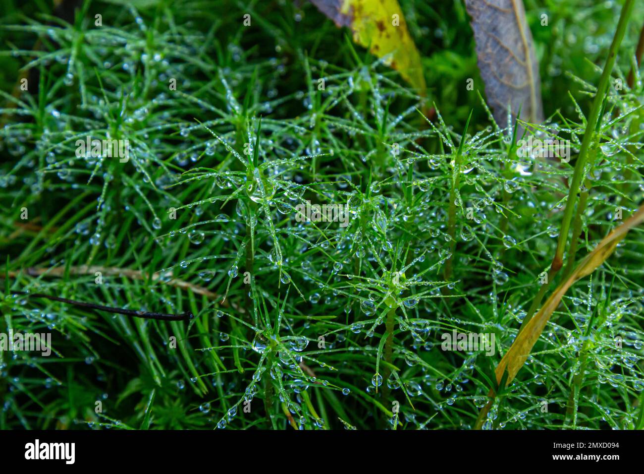 Details der Moos Polytrichum Community, auch bekannt als Plonik, natürlicher Hintergrund, Draufsicht, Nahaufnahme. Stockfoto