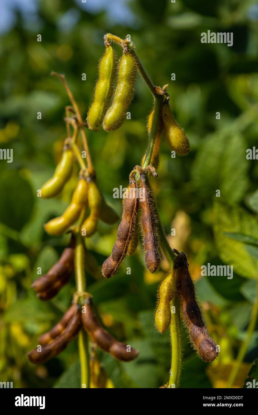 Sojabohnenschoten auf einer Sojabohnenplantage, auf blauem Hintergrund, Nahaufnahme. Sojapflanze. Soja-Kapseln. Sojabohnenfeld. Stockfoto