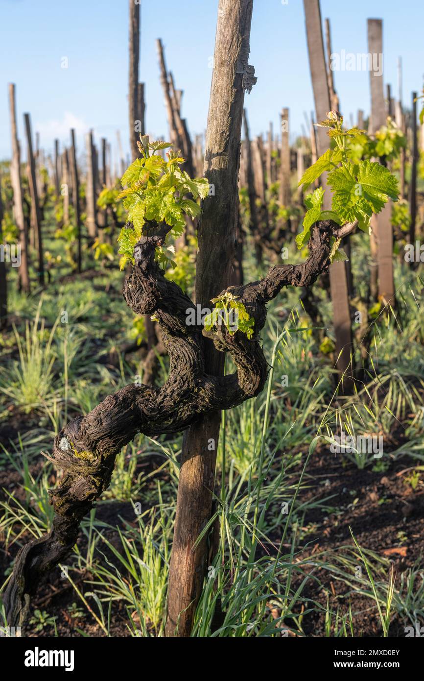 Alte Weinreben in einem Weinberg hoch oben auf dem Ätna, Sizilien, nach dem traditionellen lokalen „Alberello“- oder „Head-trainiert“-System geschnitten Stockfoto