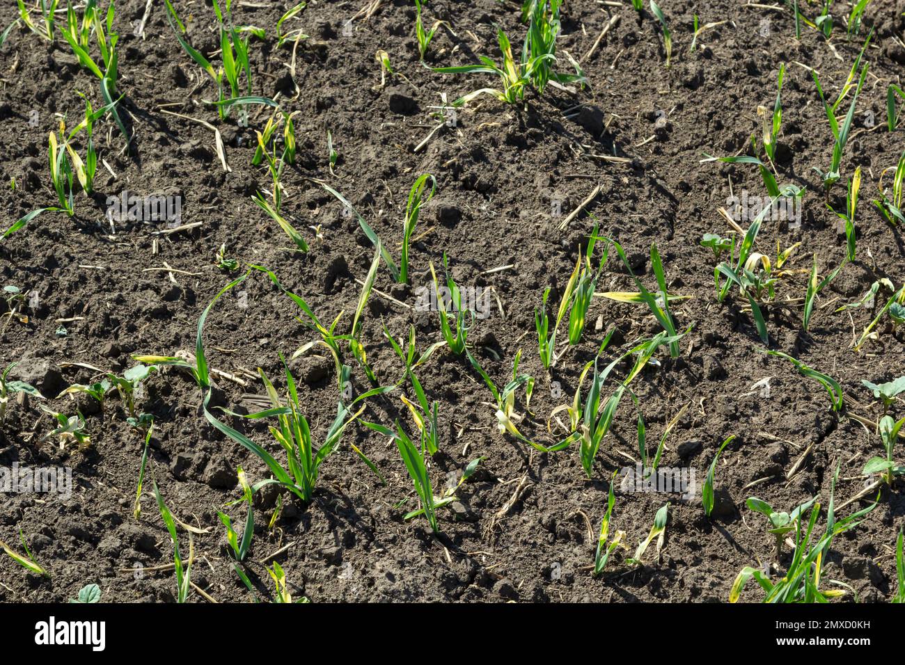 Junge Sprossen von gekeimtem Weizen auf offenem Boden. Ackerbau auf einem Feld. Stockfoto