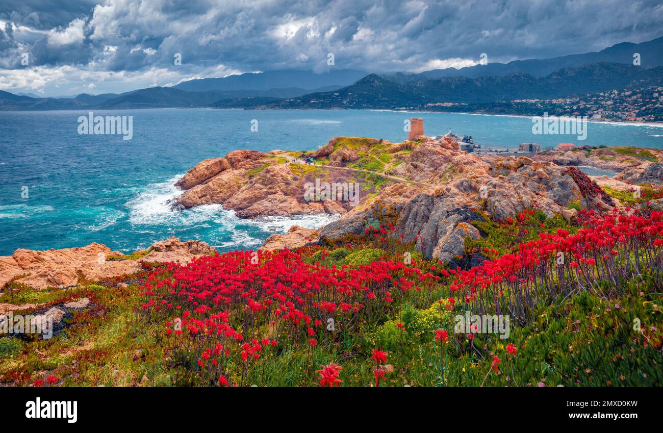 Dramatische Meereslandschaft. Blühende rote Blumen auf dem Cape de la Pietra mit dem Turm „Genoise de la Pietra“ im Hintergrund. Fantastische Sommerszene Stockfoto