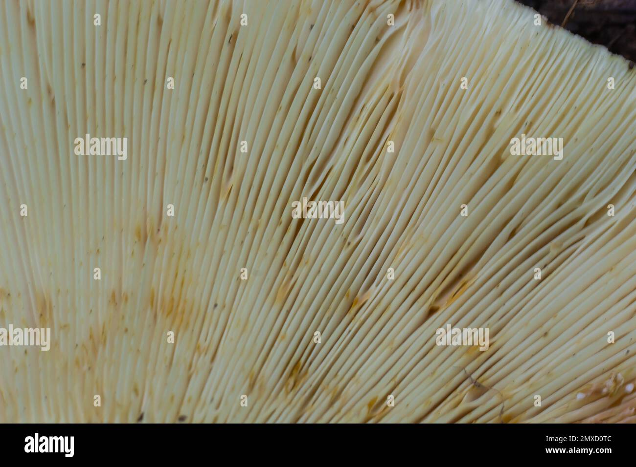 Selektiver Fokus, Nahaufnahme abstrakter Kappen von Champignon-Pilzen-Bodenansicht. Nahrungsmittelhintergrund, Makrofotografie eines Pilzes. Stockfoto