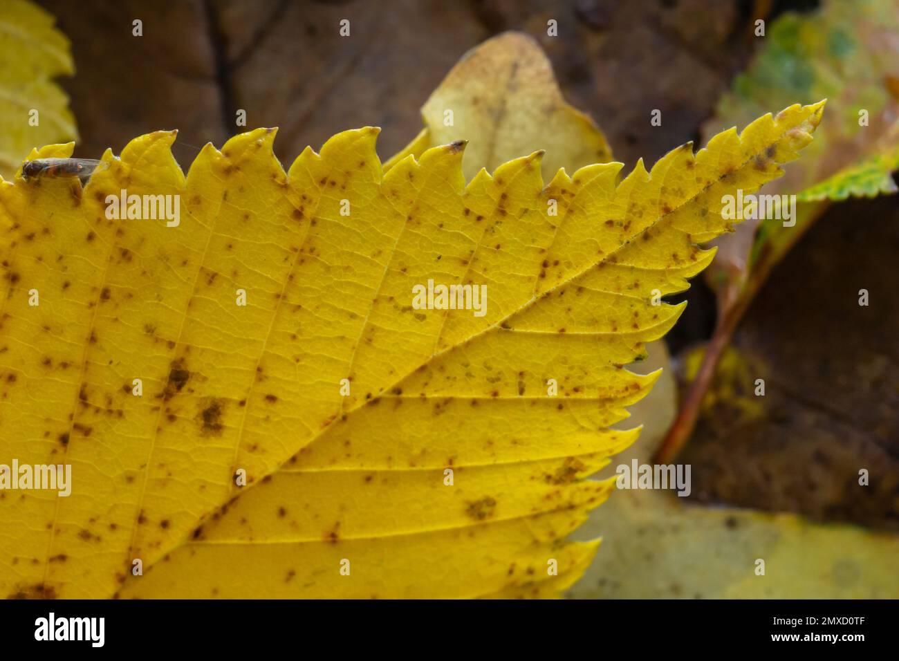 Makrofoto eines gelben Blattes, farbenfrohes Herbstlaub. Nahaufnahme der goldgelben Blattstruktur. Makrofotografie. Stockfoto