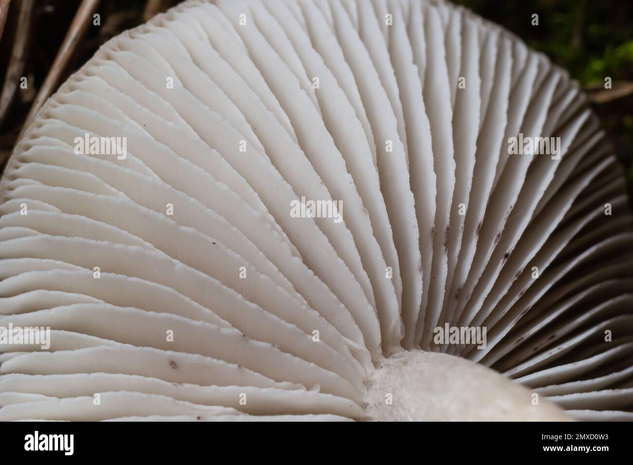 Selektiver Fokus, Nahaufnahme abstrakter Kappen von Champignon-Pilzen-Bodenansicht. Nahrungsmittelhintergrund, Makrofotografie eines Pilzes. Stockfoto