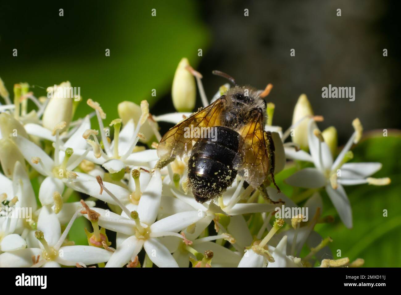Honigbiene mit einem Pollenkorb sitzt auf weißen Blumen, Cornus alba, Rotbellen, weißem oder sibirischem Hundewald. Stockfoto