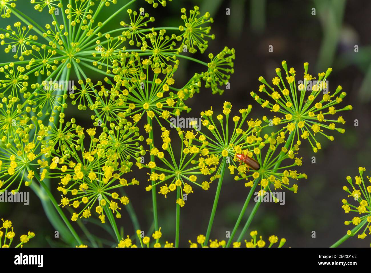 Dillschirm mit Samen im Sonnenlicht, Nahaufnahme. Gelbe Fenchelblumen auf grünem, unscharfem Hintergrund. Natürliches Pflanzenmuster. Stockfoto