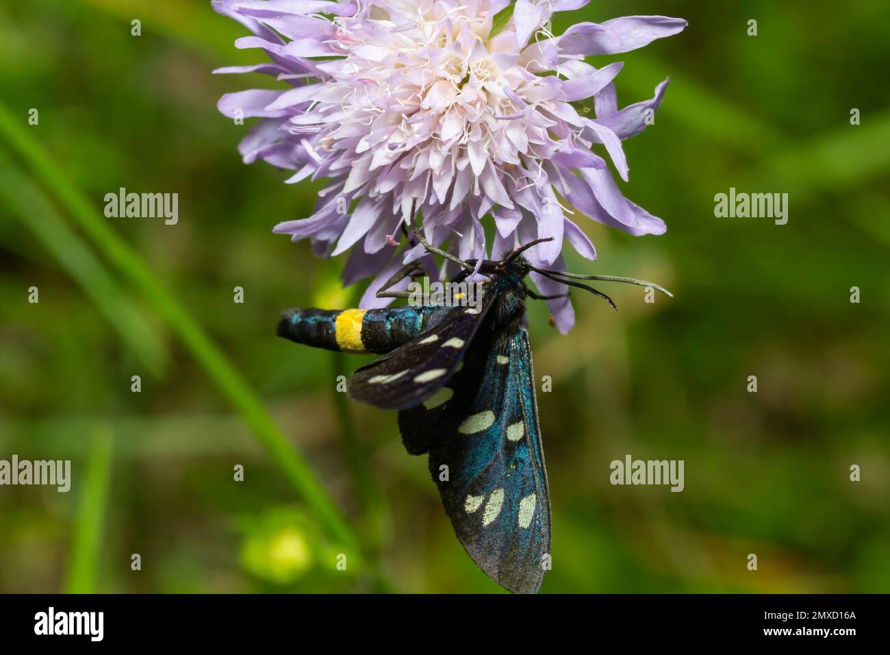 Neunfleckige Motte oder gelber Gürtel burnet, Amata phegea, vormals Syntomis phegea, Makro in Unkraut, selektiver Fokus, Oberer Freiheitsgrad Stockfoto