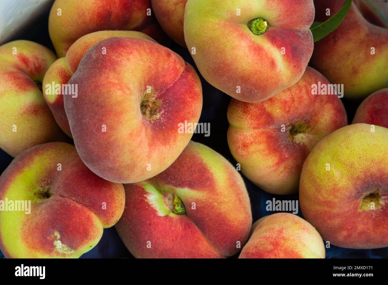 Prunus persica Donut oder Saturn Peach. Platycarpa, ein Obstbaum mit blassgelben und roten flachen Früchten, süßer als die meisten Sorten. Stockfoto