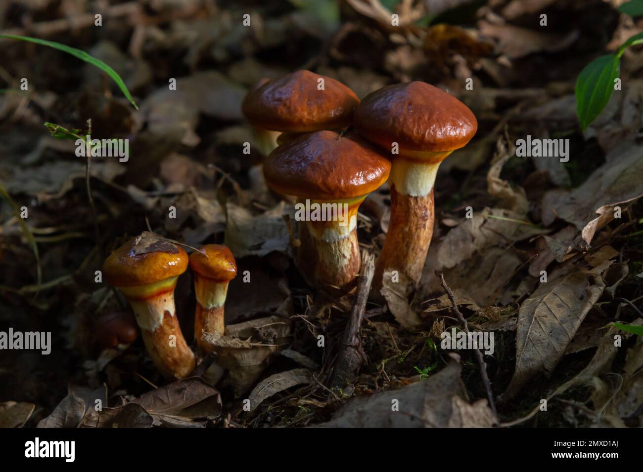 Pilzsaison. Herbst im Park. Schlüpfrige Jack essbare Cattails Suillus luteus. Stockfoto