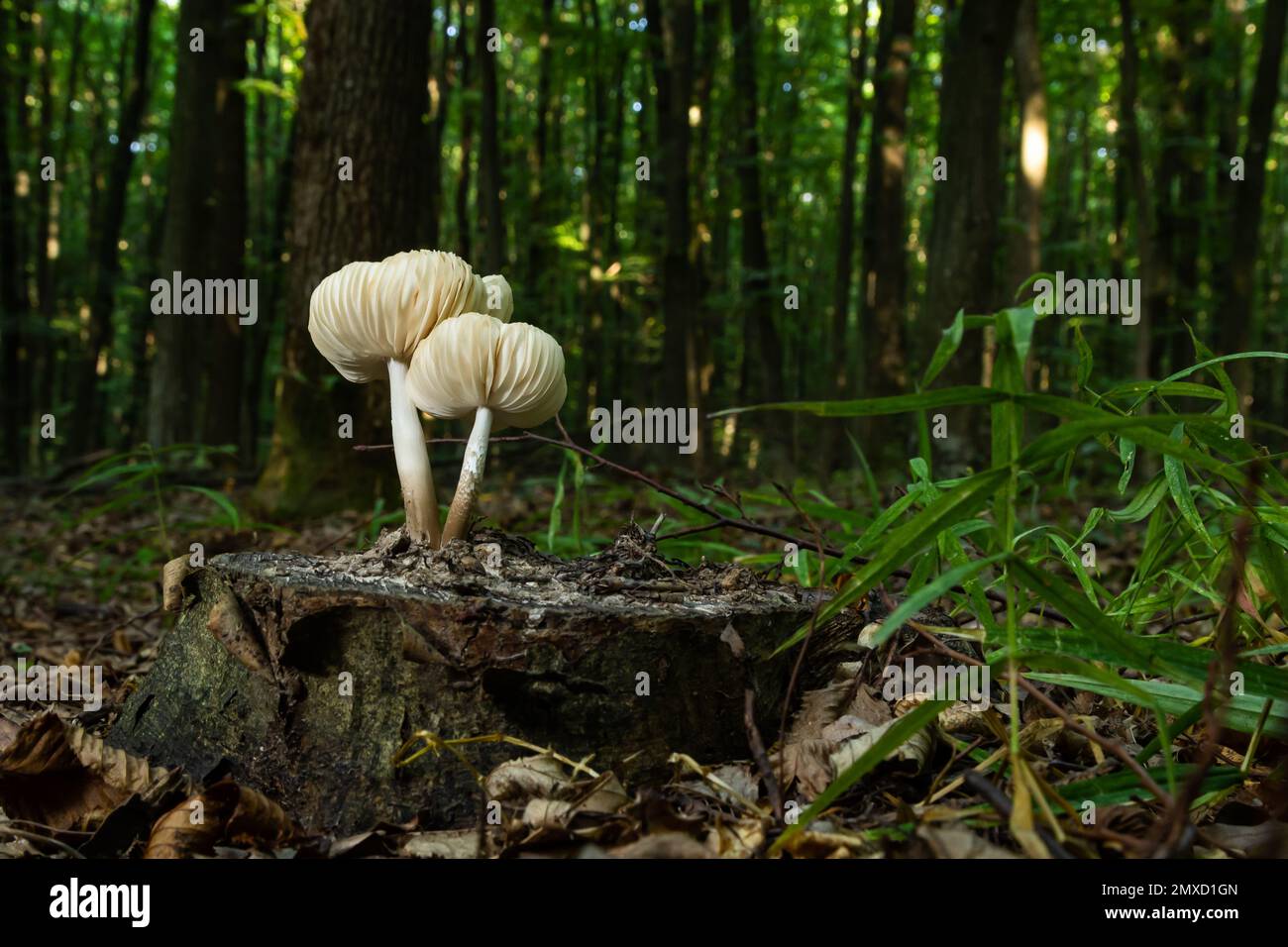 Der Common Bonnet Mycena galericulata ist ein ungenießbarer Pilz, ein faszinierendes Foto. Stockfoto