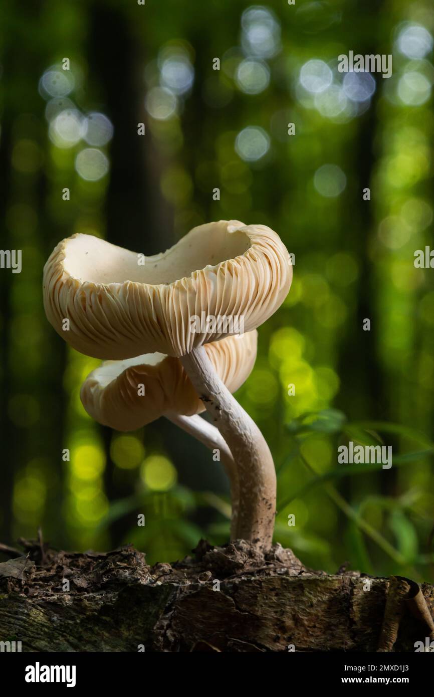 Der Common Bonnet Mycena galericulata ist ein ungenießbarer Pilz, ein faszinierendes Foto. Stockfoto