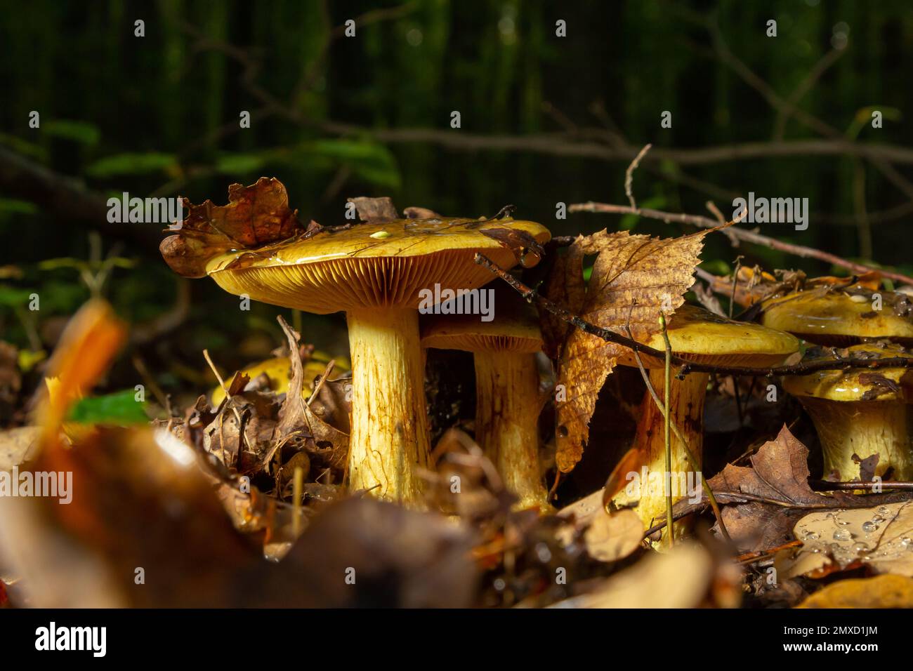 Eine Nahaufnahme von Cortinarius triumphans, in einer natürlichen Umgebung vor dem Hintergrund des Waldes. Stockfoto