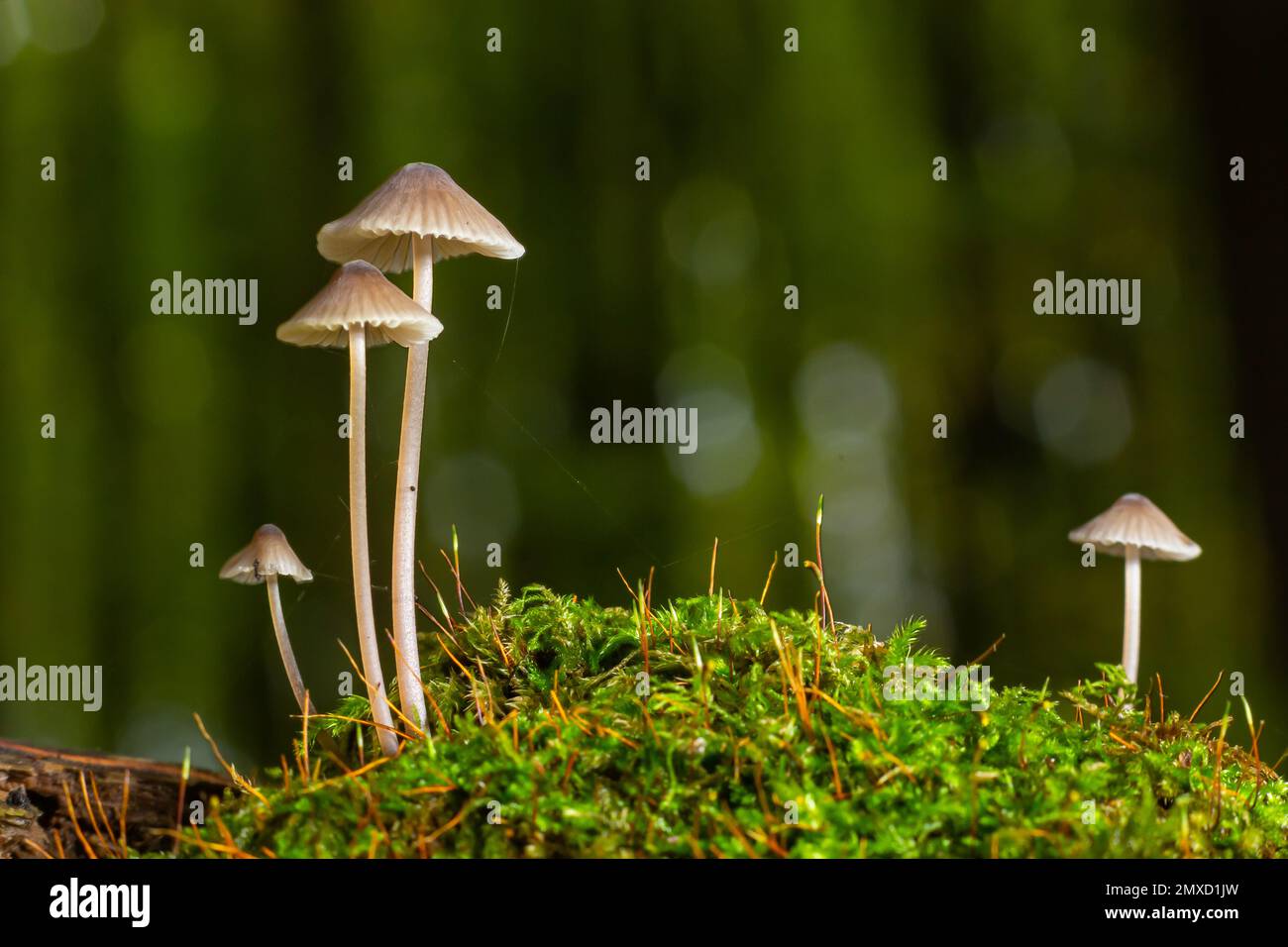 Weiße Pilze im Wald, Mycena Piringa Pilze. Stockfoto