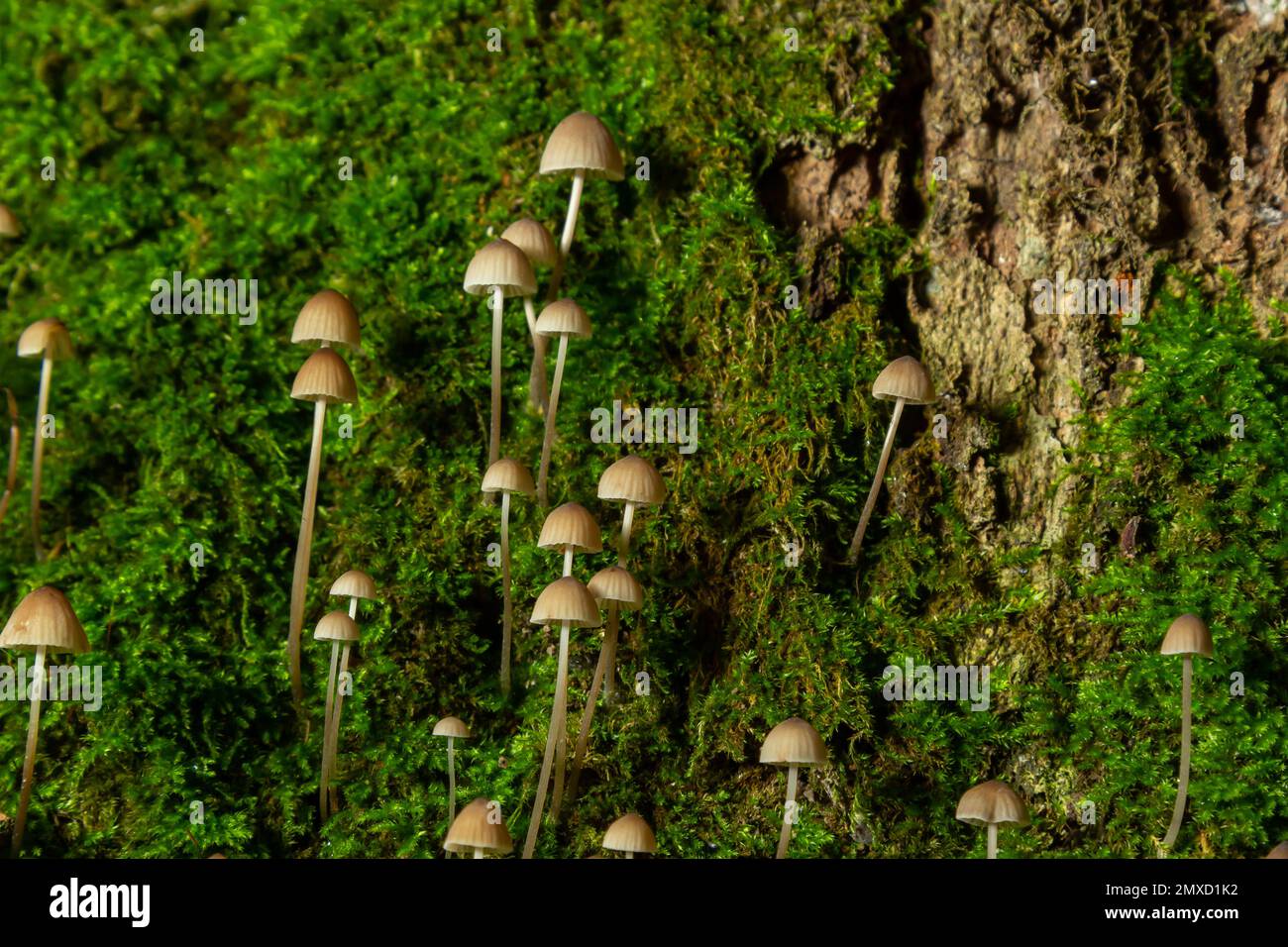 Weiße Pilze im Wald, Mycena Piringa Pilze. Stockfoto