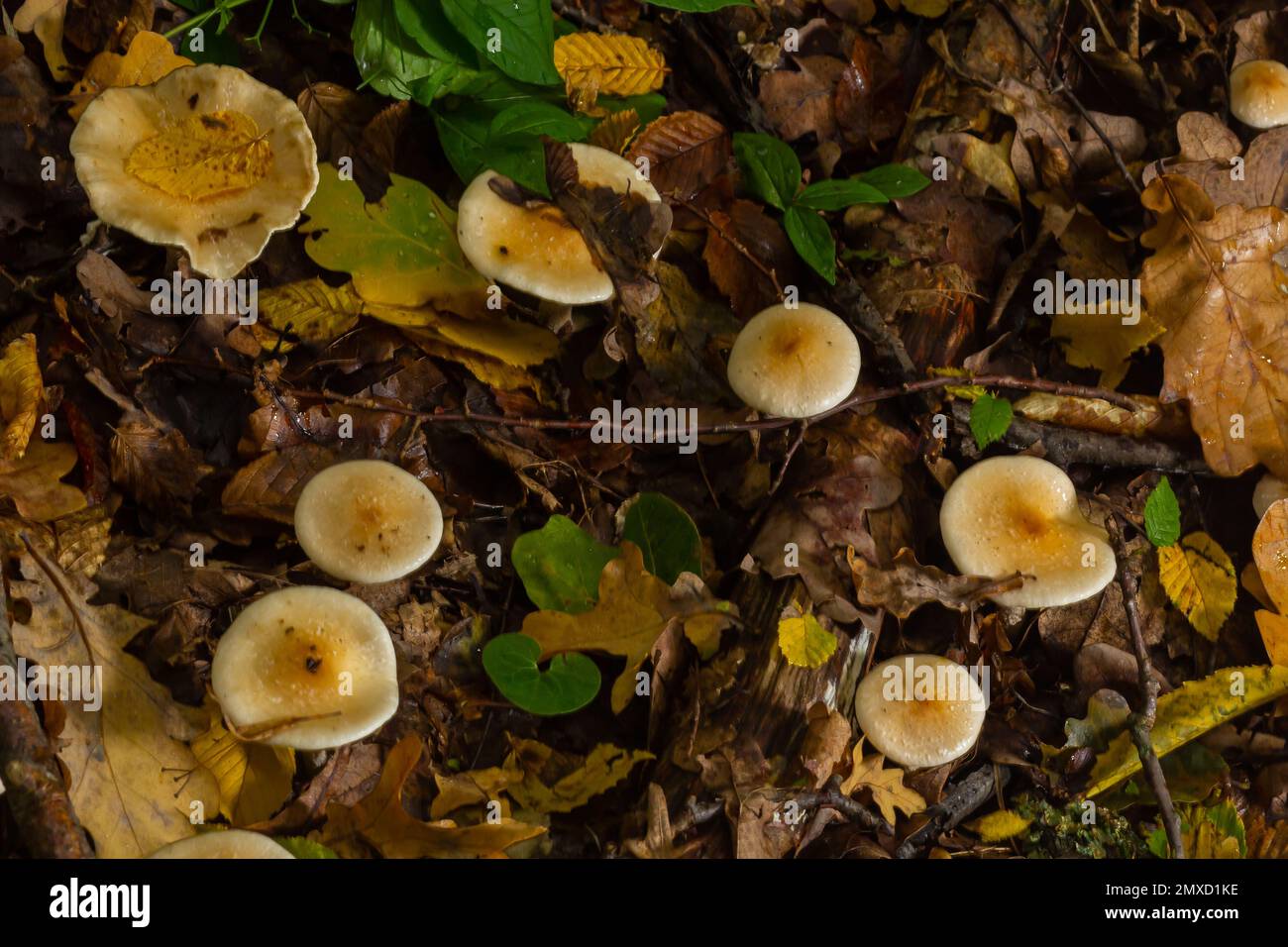 Poison Pie Pilze Hebeloma crustuliniforme wachsen durch die Herbstblätter. Stockfoto