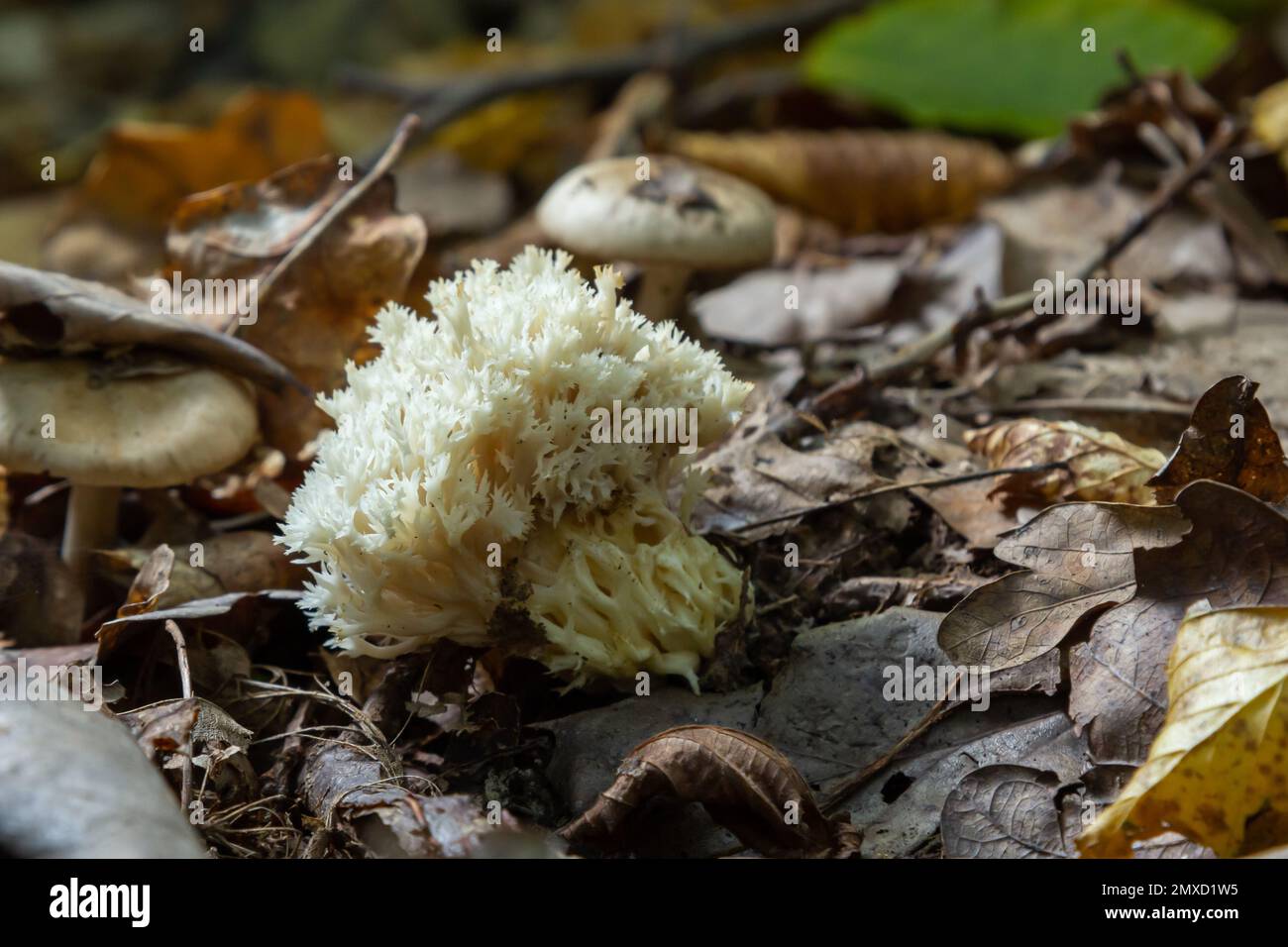 Weiße Korallen, Ramariopsis kunzei wächst in feuchter Umgebung. Stockfoto