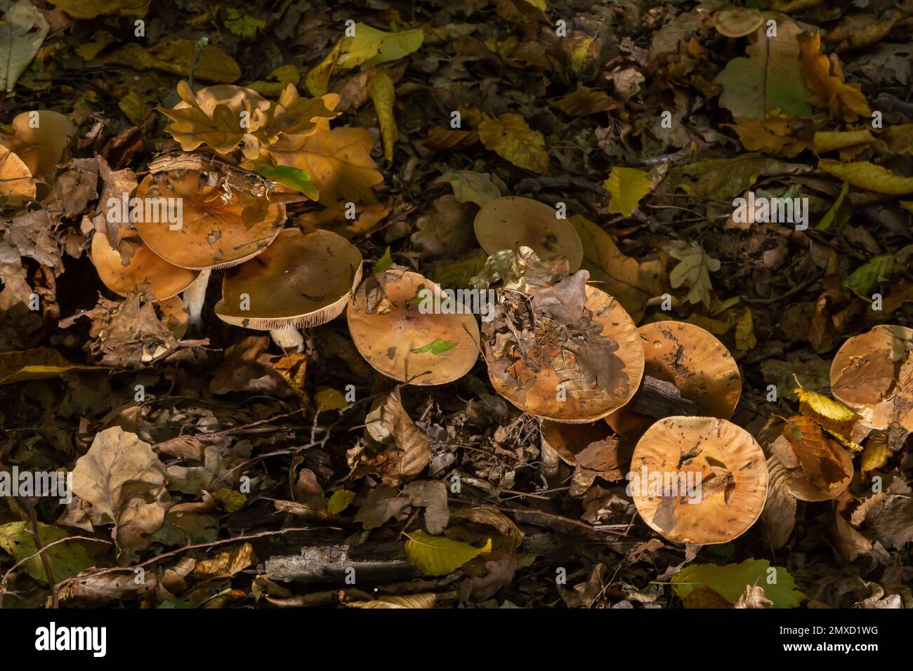 Poison Pie Pilze Hebeloma crustuliniforme wachsen durch die Herbstblätter. Stockfoto