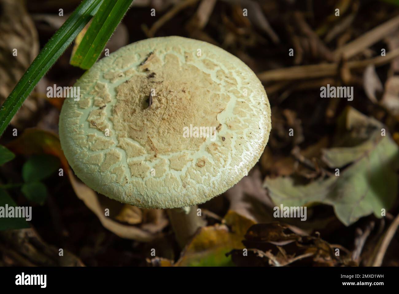 Ungenießbarer Pilz Amanita citrina im Wald. Bekannt als falsche Todeskappe oder Citron Amanita. Stockfoto