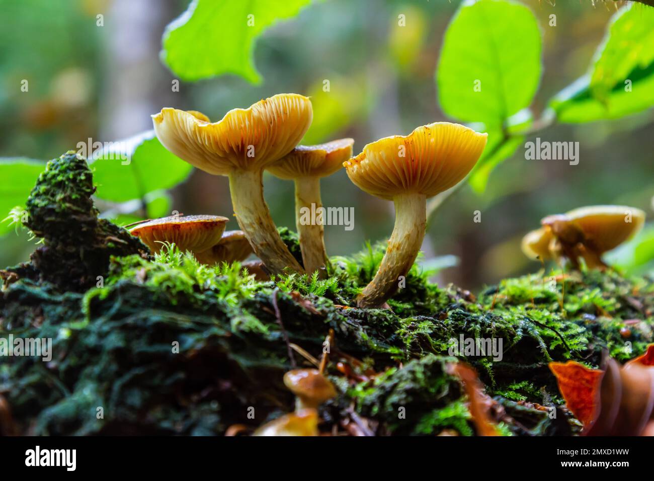 Gymnopilus penetrans, bekannt als Common Rustgill, wilde Pilze. Stockfoto