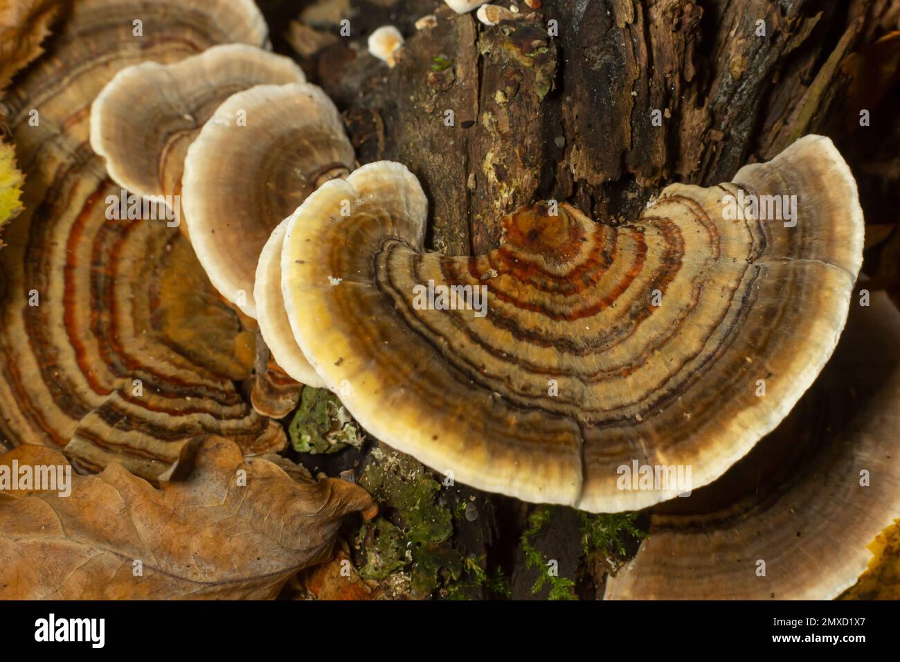 trametes versicolor, auch bekannt als coriolus versicolor und Polyporus versicolor Pilze. Stockfoto