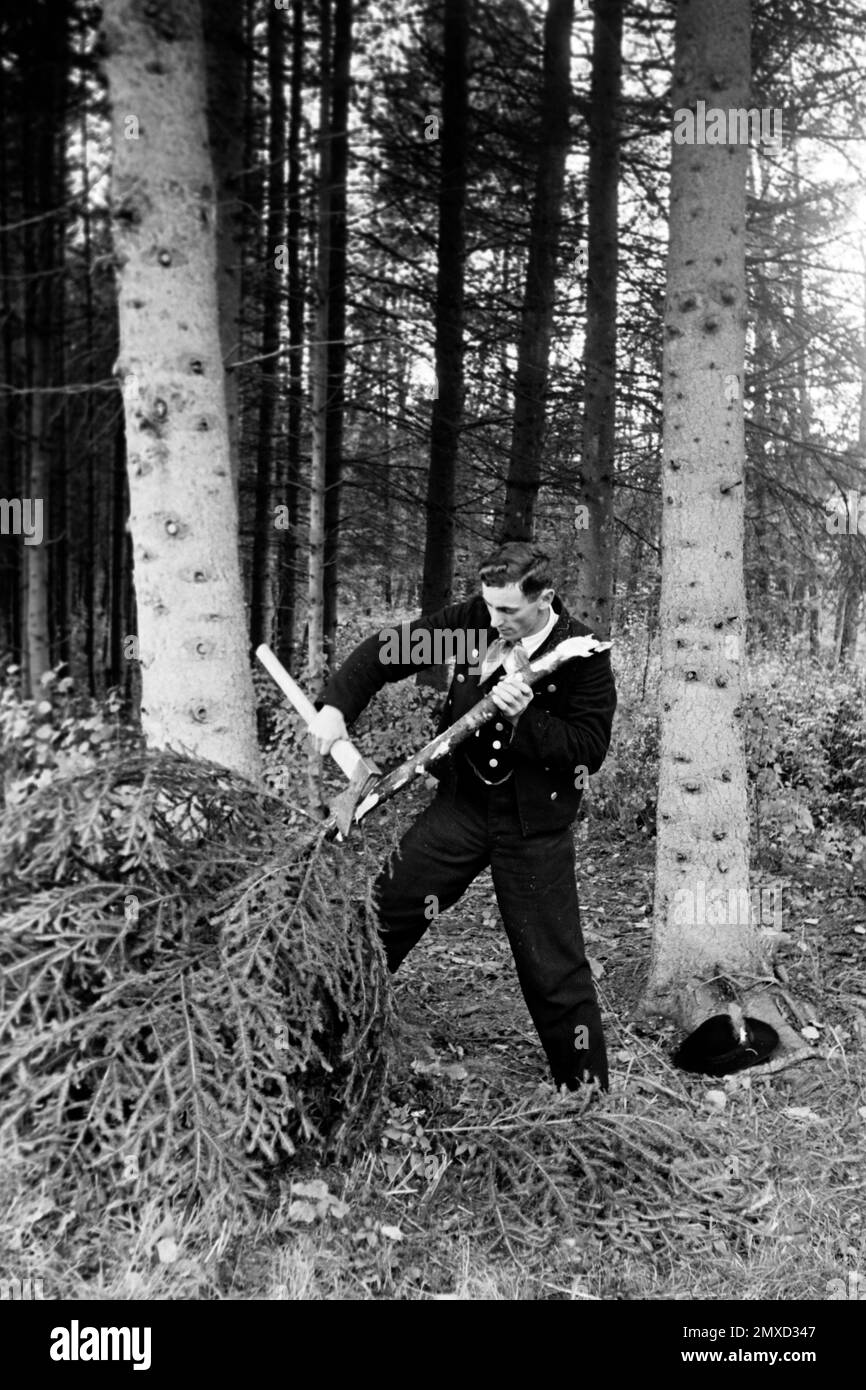 Ein junger Mann schlägt eine junge Tanne für seine Angebetete, 1938. Ein junger Mann schneidet einen Tannenbaum für seine Geliebte, 1938. Stockfoto