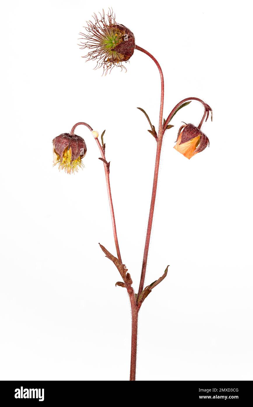 Purple avens, Water avens (Geum rivale), Blooming, Cutout, Deutschland, Bayern, Murnauer Moos Stockfoto