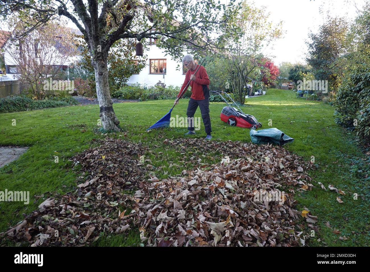 Mann, der Blätter vor dem letzten Rasenschnitt im Garten in Deutschland harkt Stockfoto