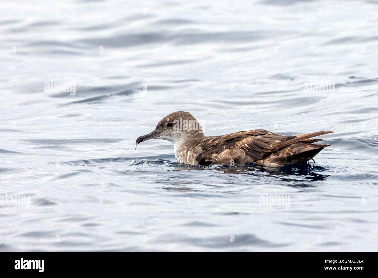 Balearische Schafe (Puffinus mauretanicus), Schwimmen auf dem Wasser des Atlantiks, Spaniens, Andalusiens Stockfoto