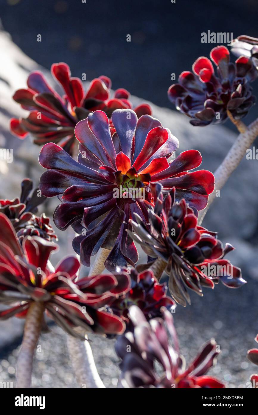 Aeonium (Aeonium arboreum var. Atropurpureum, Aeonium arboreum Atropurpureum), kultivar Atropurpureum, Kanarische Inseln, Lanzarote, Guatiza Stockfoto