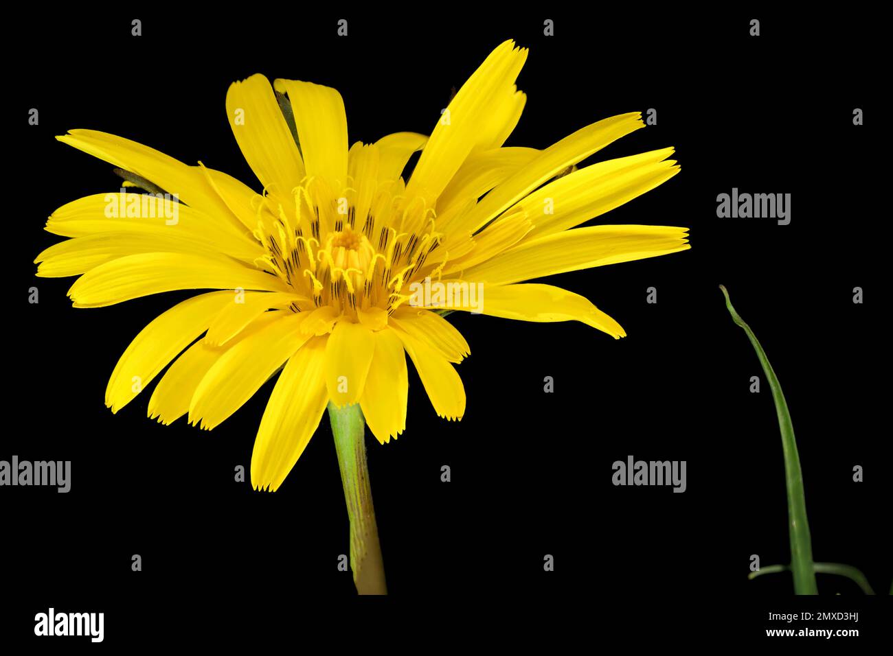 Oriental Goet's Beart, Jack-Go-to-Bed-at-Lunch (Tragopogon pratensis subsp. Orientalis, Tragopogon orientalis), Blume vor schwarzem Hintergrund, Stockfoto