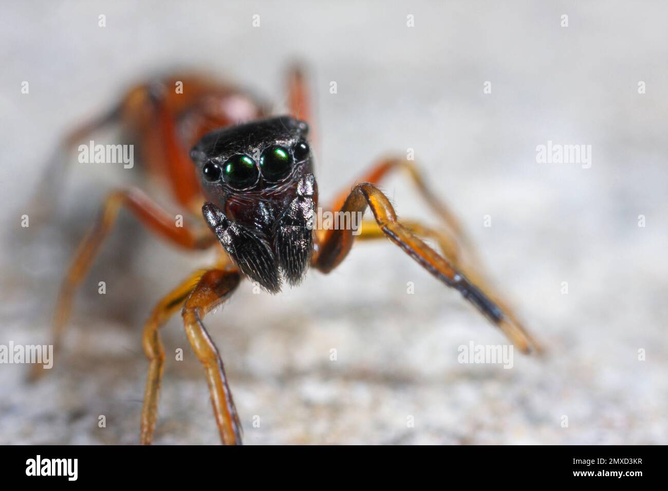 Ameise imitiert Springspinne, Ameisenspinne (Myrmarachne formicaria), weiblich, Vorderansicht, Deutschland Stockfoto