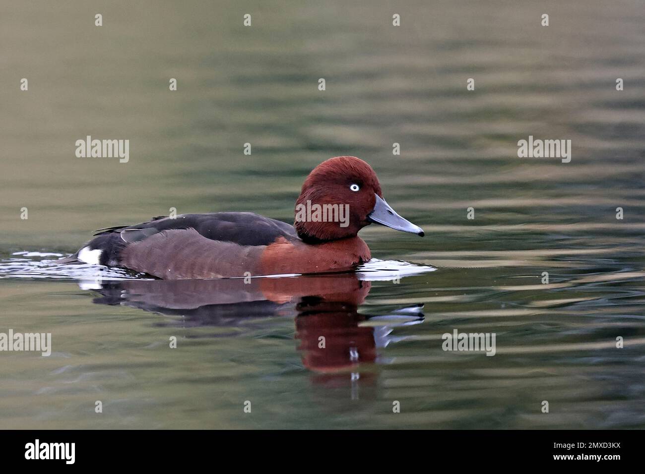 Wilde Ente (Aythya nyroca), männlich auf einem See, Niederlande, Flevoland Stockfoto