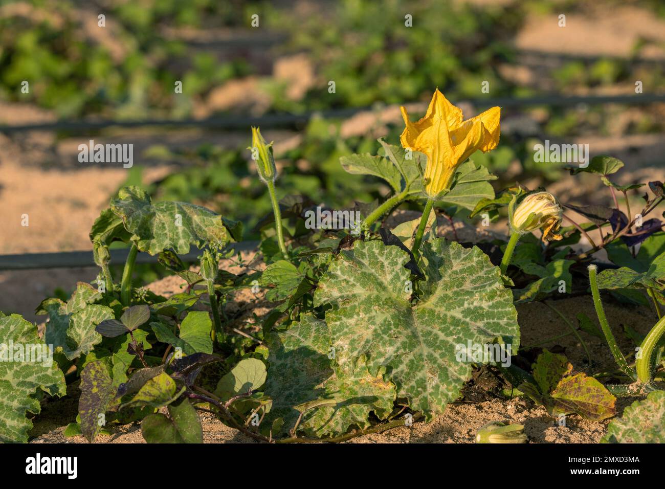 Knochenmark, Feldkürbis (Cucurbita pepo), blühend auf einem Feld, Kanarische Inseln, Lanzarote Stockfoto