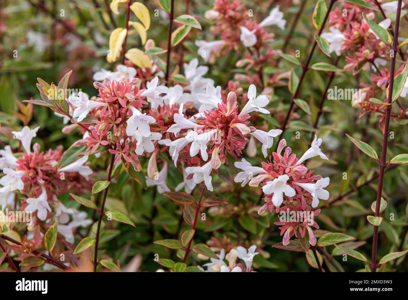 hochglanzabelia (Abelia x grandiflora Sarabande, Abelia grandiflora Sarabande), Blooming, Cultivar Sarabande, Europa, Bundesrepublik Deutschland Stockfoto