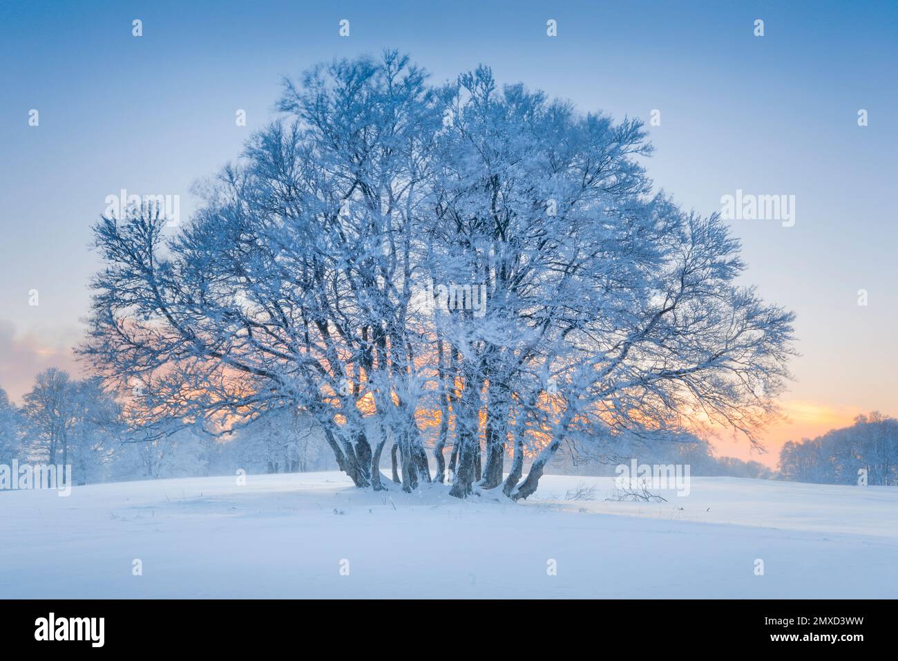 Tief schneebedeckte Baumgruppe zur Blue Hour in der Neuchatel Jura, Schweiz Stockfoto