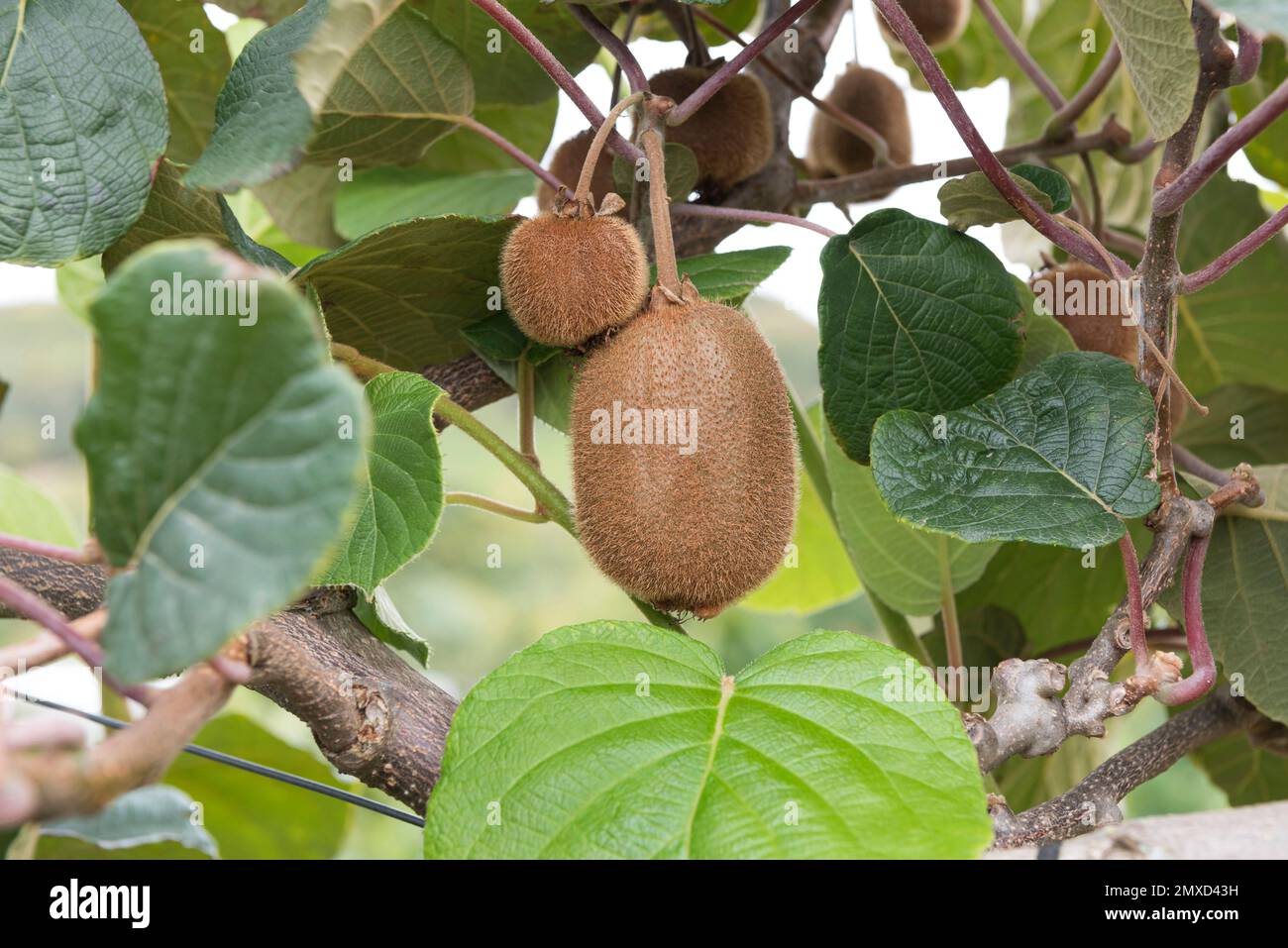 Kiwis, chinesische Stachelbeere (Actinidia deliciosa „Jenny“, Actinidia deliciosa Jenny), Früchte auf einem Zweig, Kultivar Jenny Stockfoto