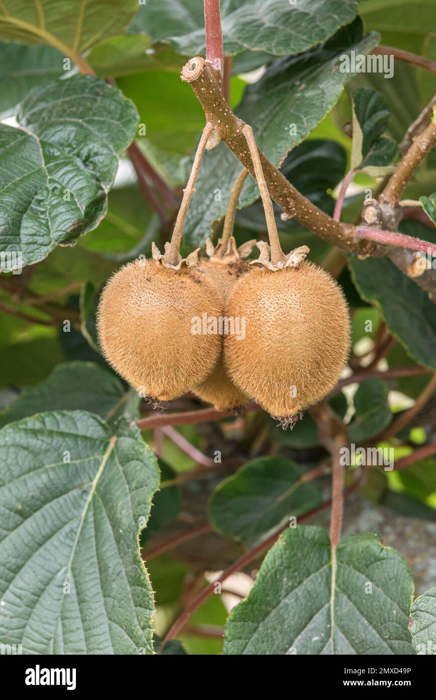 Kiwis, Chinesische Stachelbeere (Actinidia deliciosa „Green Light“, Actinidia deliciosa Green Light), Früchte auf einem Zweig, Kultivar Green Light, Stockfoto