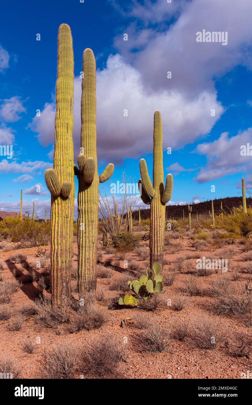 Orgel Pipe Cactus (Stenocereus thurberi), endemisch im National Monument und seiner Umgebung, USA, Arizona, Sonoran, Organ Pipe Cactus National Stockfoto