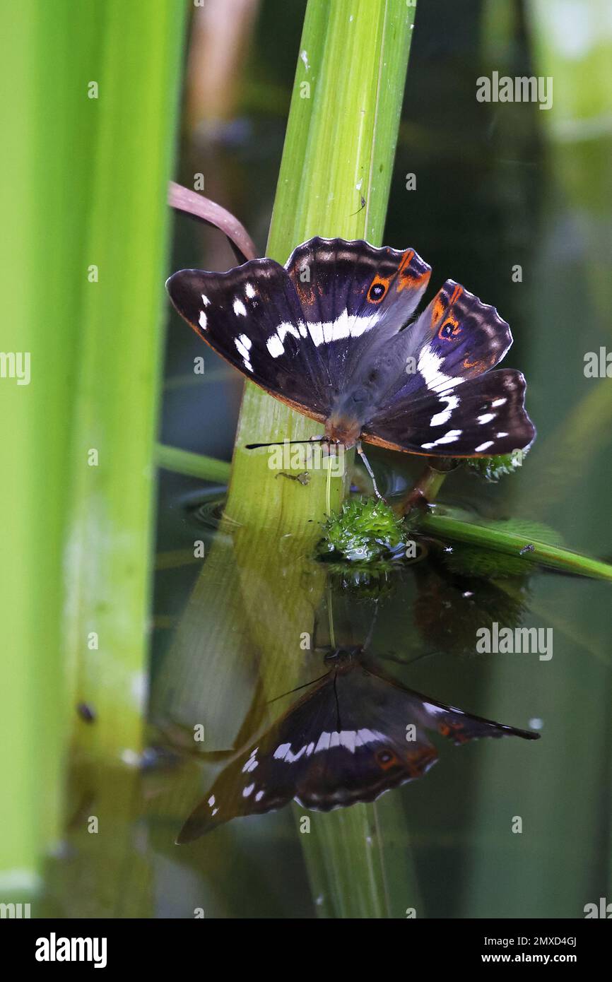 Lila Kaiser (Apatura Iris), männlich im Schilf, Reflexion auf der Wasseroberfläche, Niederlande, Overijssel, Weerribben-Wieden Nationalpark Stockfoto