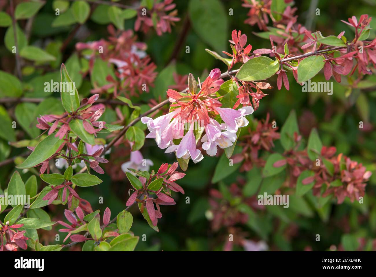 Schumanns Abelia (Abelia schumannii, Abelia parviflora), blühend Stockfoto