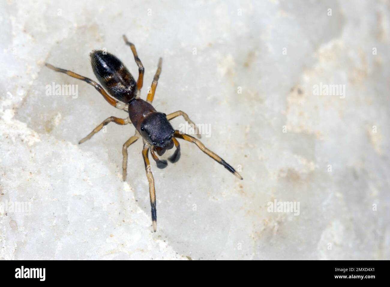 Ameise imitiert Springspinne, Ameisenspinne (Myrmarachne formicaria), weiblich, dorsale Ansicht, Deutschland Stockfoto