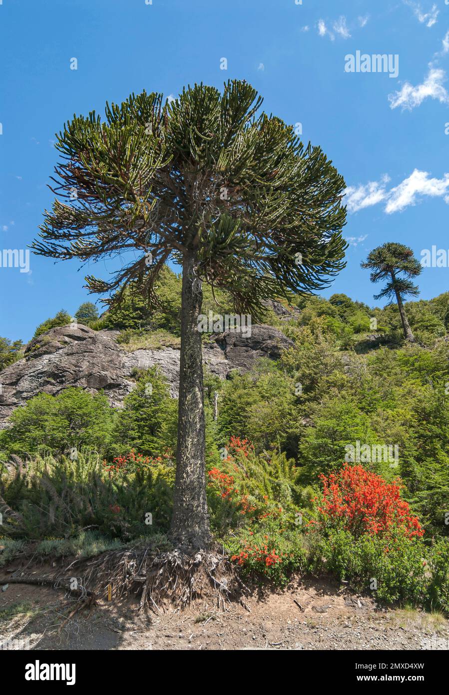 Chilenische Kiefer (Araucaria araucana, Araucaria imbricata), Baum in einem Park, Frankreich Stockfoto