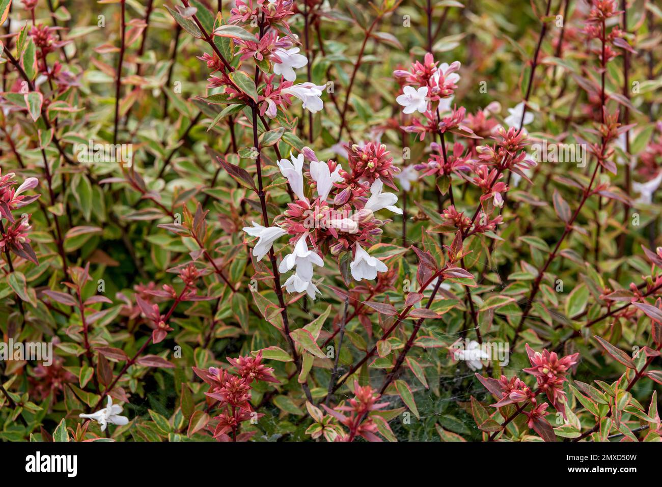 glänzende abelia (Abelia x grandiflora Sarabande, Abelia grandiflora Sarabande), blühend, kultivar Sarabande Stockfoto