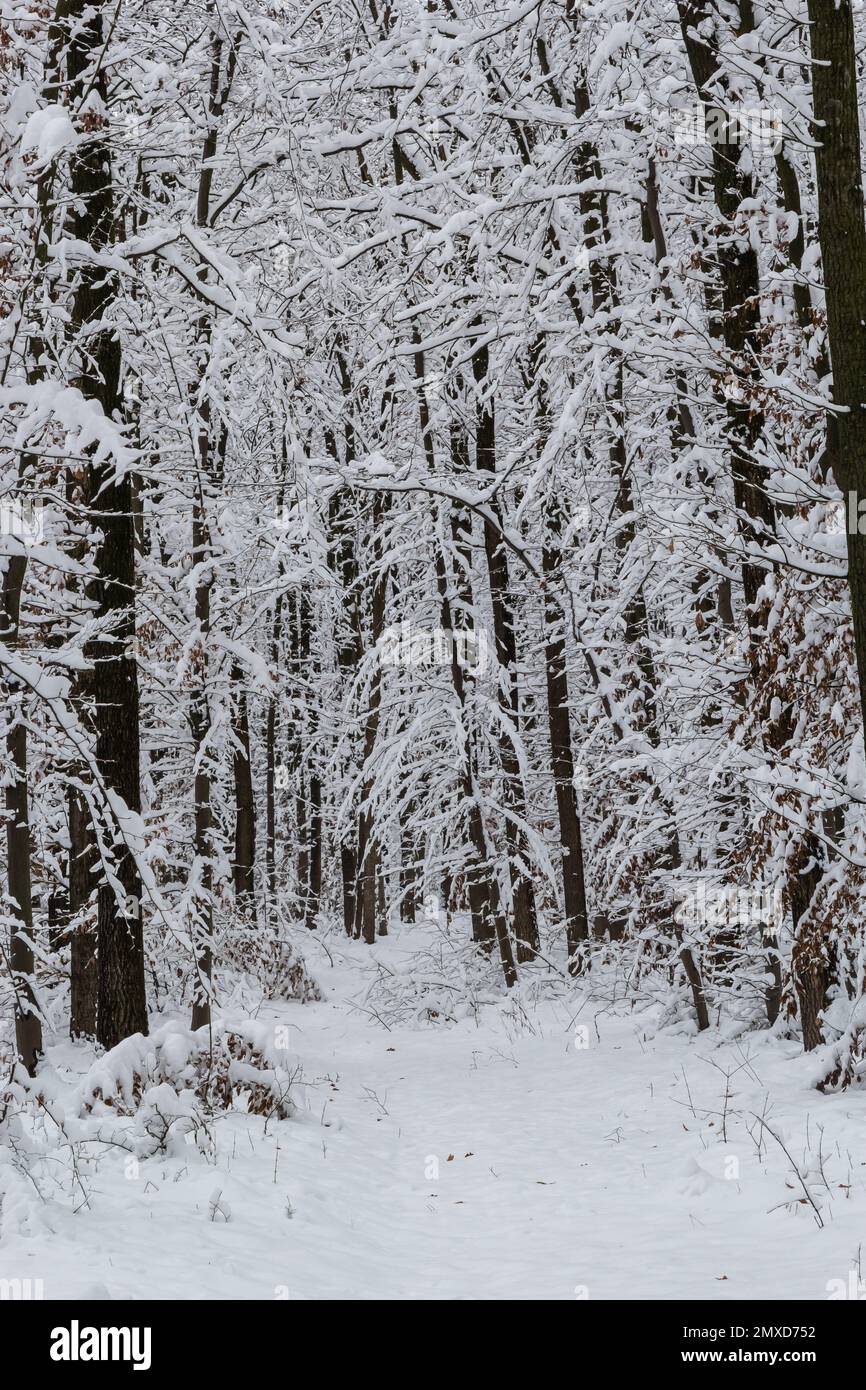 Frostige Äste und Stamm der Hornbalken im verschneiten Wald. Stockfoto