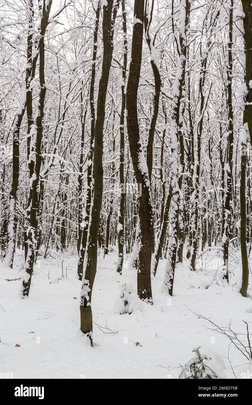 Weißer Schnee auf Baumzweigen im Hornbuchenwald. Stockfoto