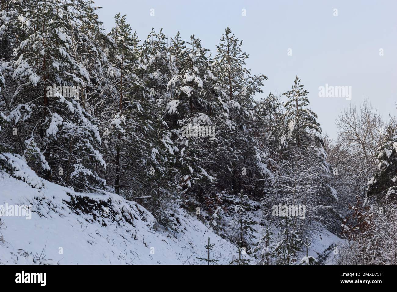 Winter verschneite frostige Landschaft. Der Wald ist schneebedeckt. Frost und Nebel im Park. Stockfoto